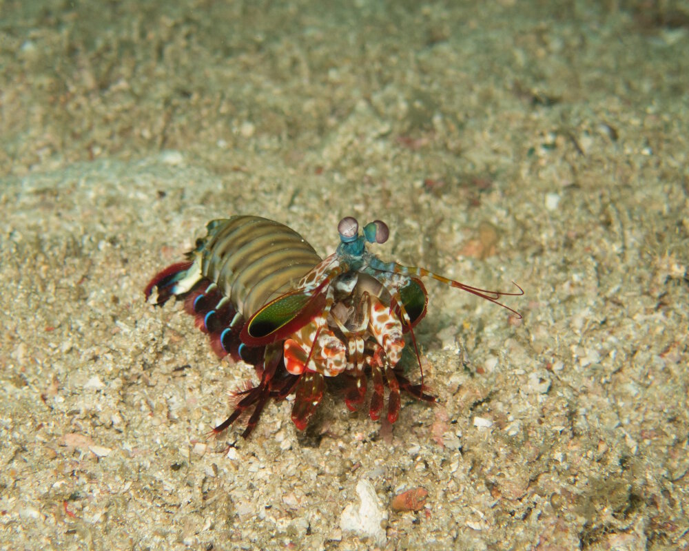 La crevette mante de mer paon (Odontodactylus scyllarus)