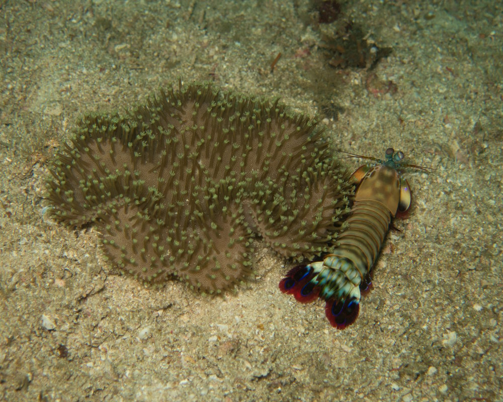 La crevette mante de mer paon (Odontodactylus scyllarus)