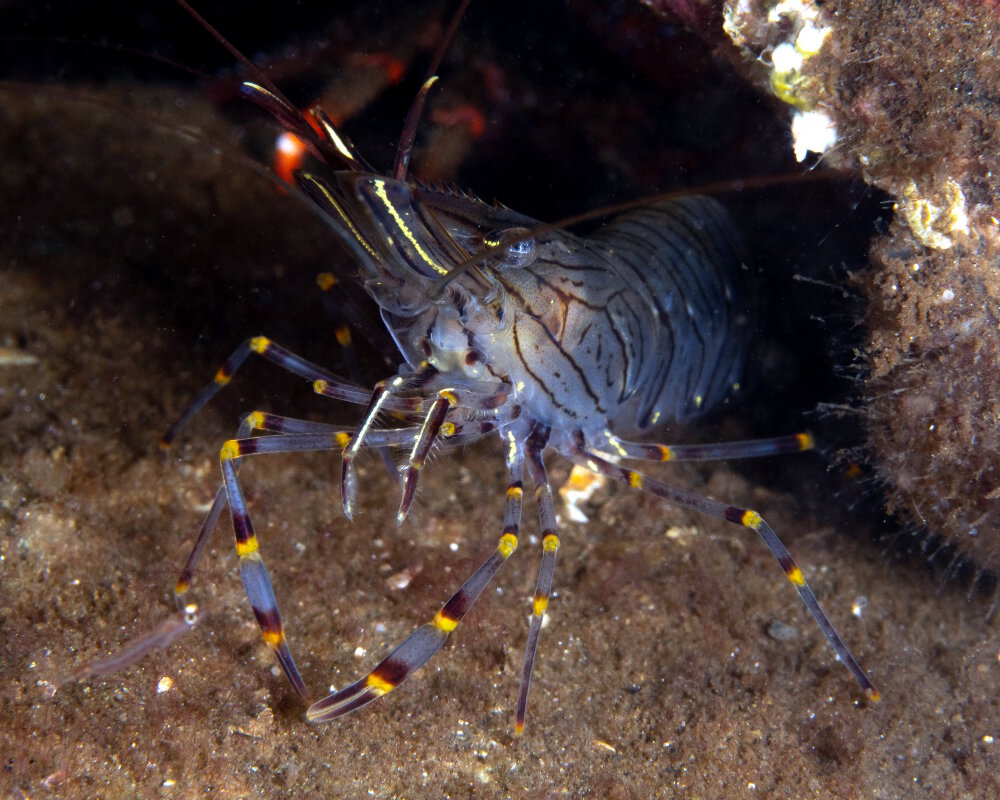 La crevette rose (Palaemon serratus)