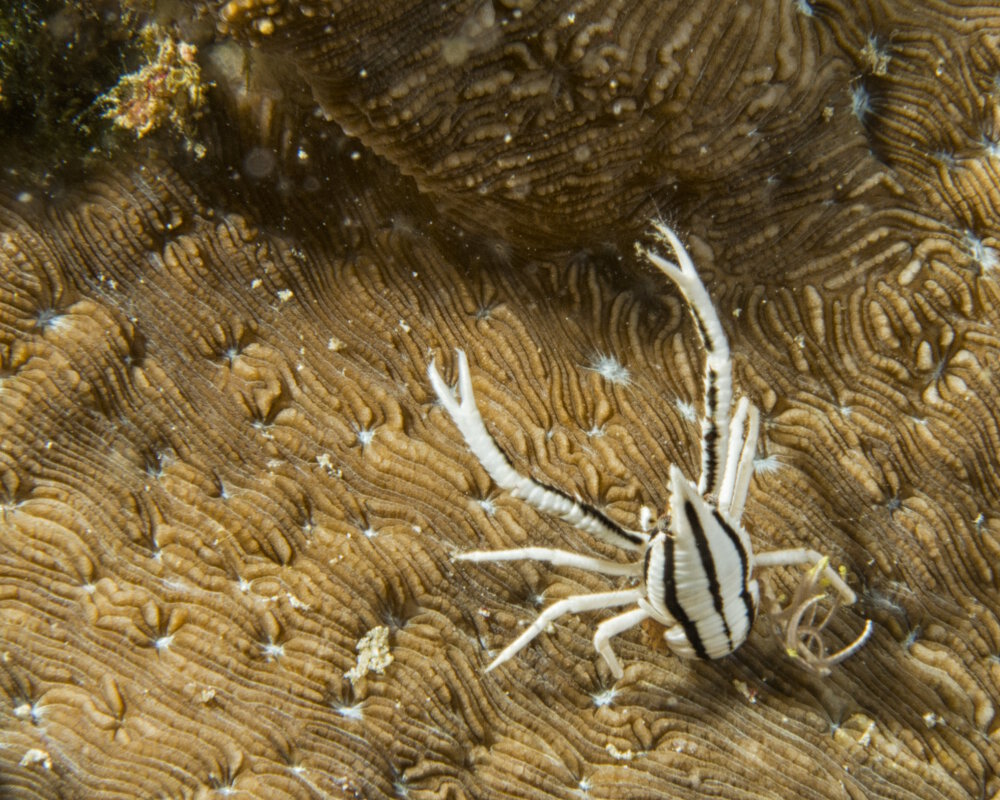 La galathée élégante des comatules (Allogalathea elegans)