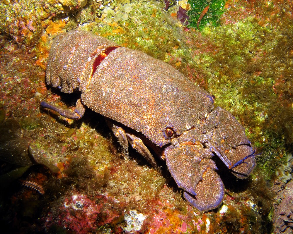 La grande cigale de mer (Scyllarides latus)