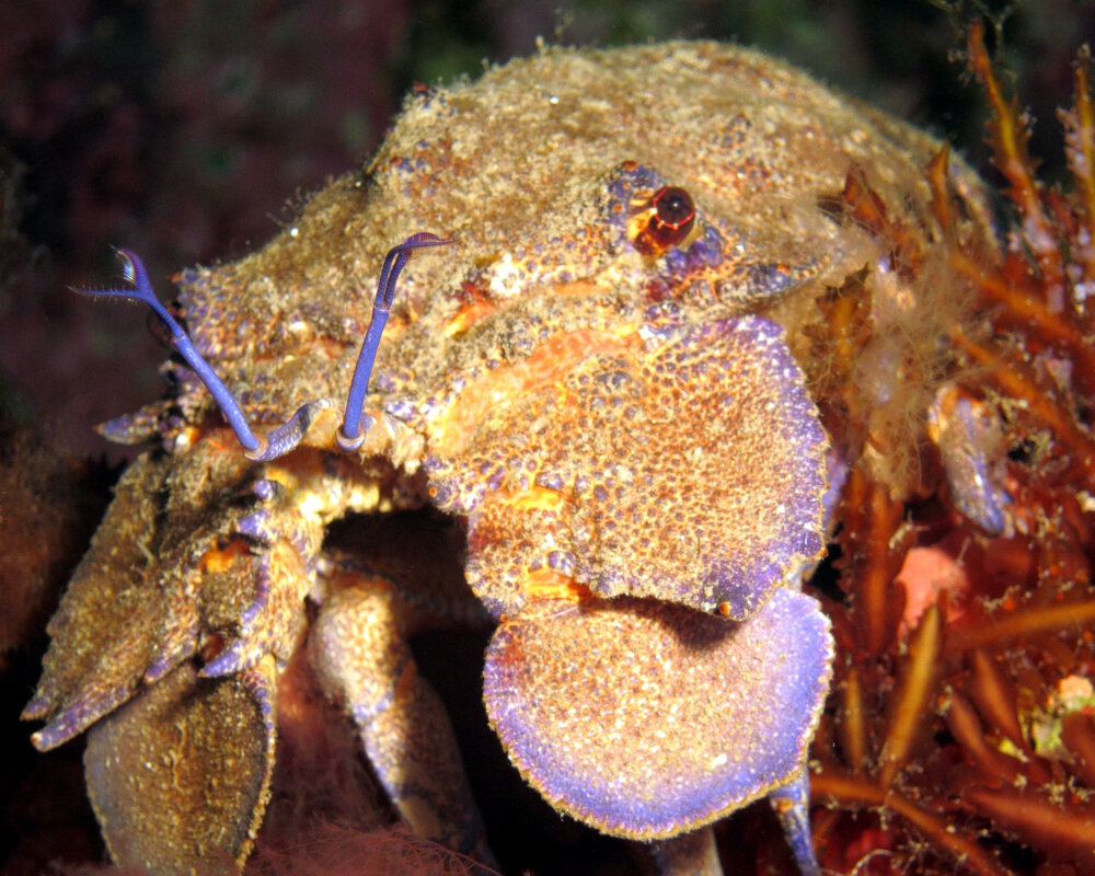 La grande cigale de mer (Scyllarides latus)