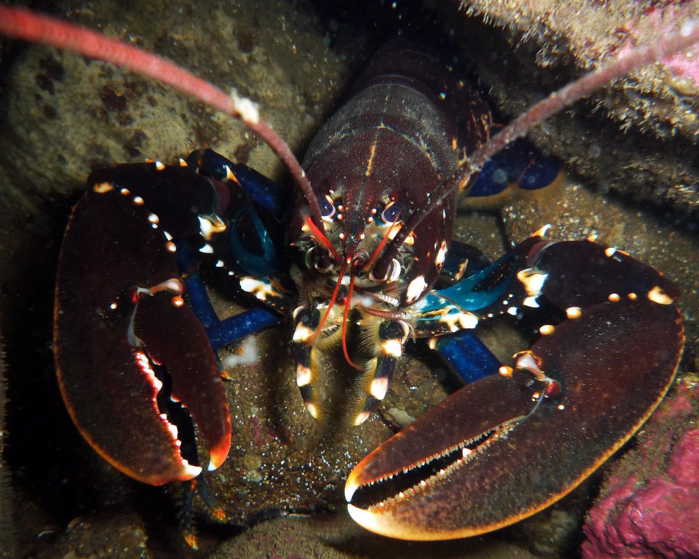 Découvrez le homard européen (Homarus gammarus), un grand crustacé des eaux côtières froides et tempérées de l'Atlantique Nord-Est. Apprenez à reconnaître sa morphologie, découvrez son habitat, son alimentation et les particularités de sa reproduction.