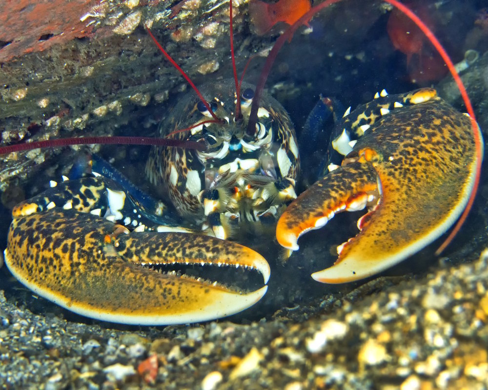 Gros plan sur un homard européen (Homarus gammarus) dans sa cavité rocheuse
