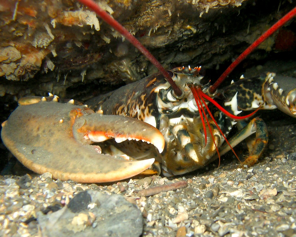 Un homard européen (Homarus gammarus) blotti dans une anfractuosité rocheuse