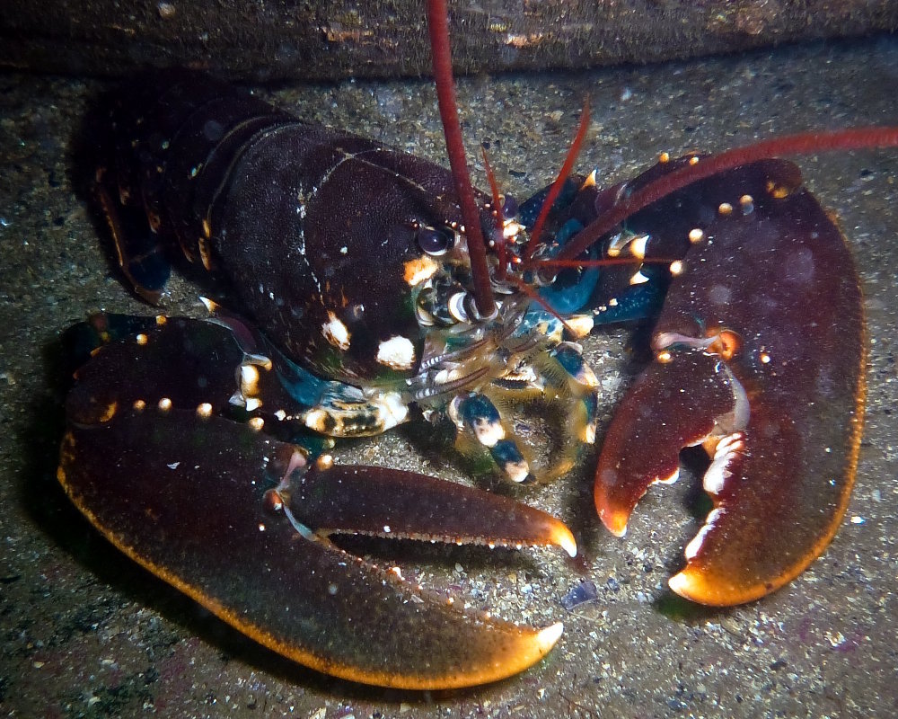 Un homard européen (Homarus gammarus) entièrement visible