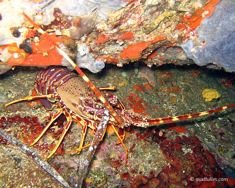 The lobster, a marine arthropod from the class of crustaceans