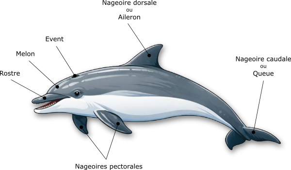 L'anatomie du dauphin L'anatomie du dauphin