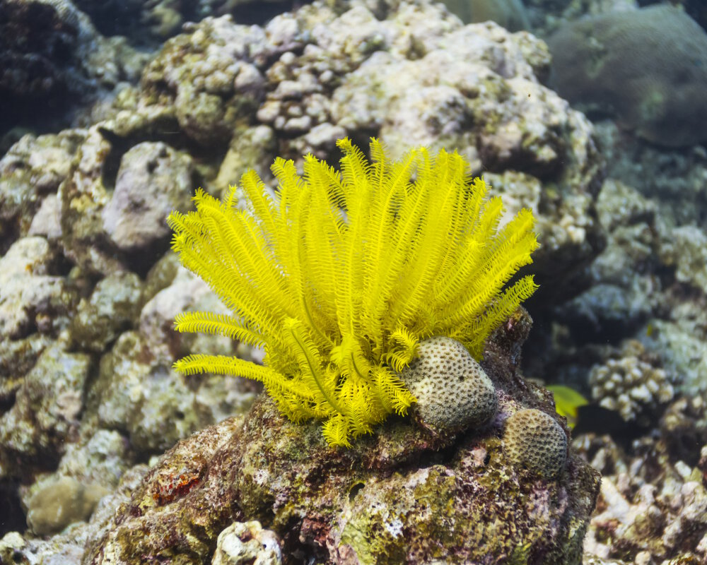 La comatule de Schlegel (Comaster schlegelii)