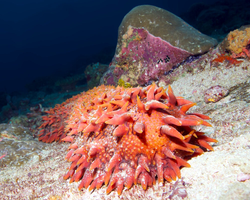 Le concombre de mer épineux (Thelenota ananas)