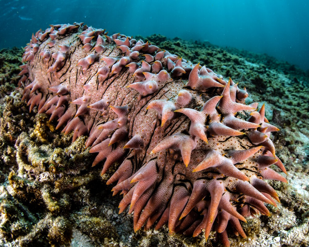 Le concombre de mer épineux (Thelenota ananas)