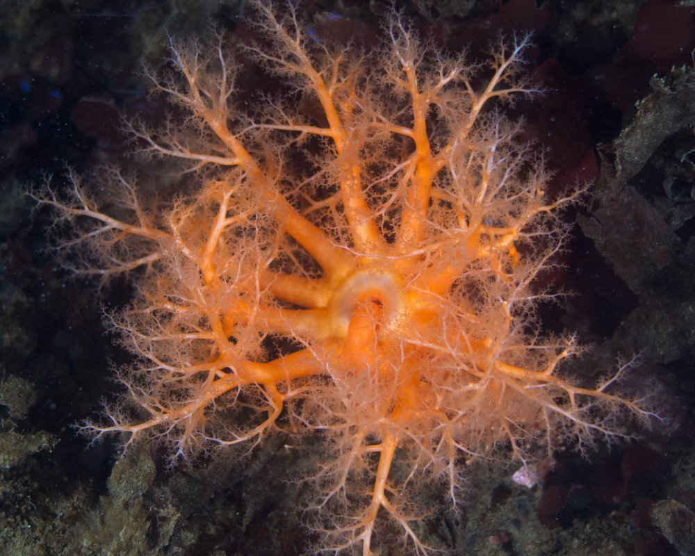 Le concombre de mer orange (Cucumaria miniata)