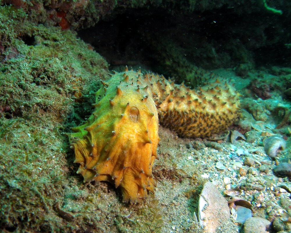 Le concombre de mer queue de tigre (Holothuria thomasi)