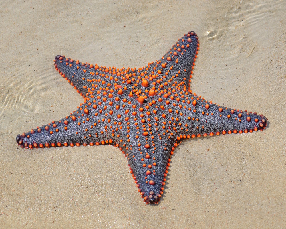 A multicolored knobbed starfish (Pentaceraster mammillatus) on the sandy bottom off the coast of Zanzibar, Tanzania