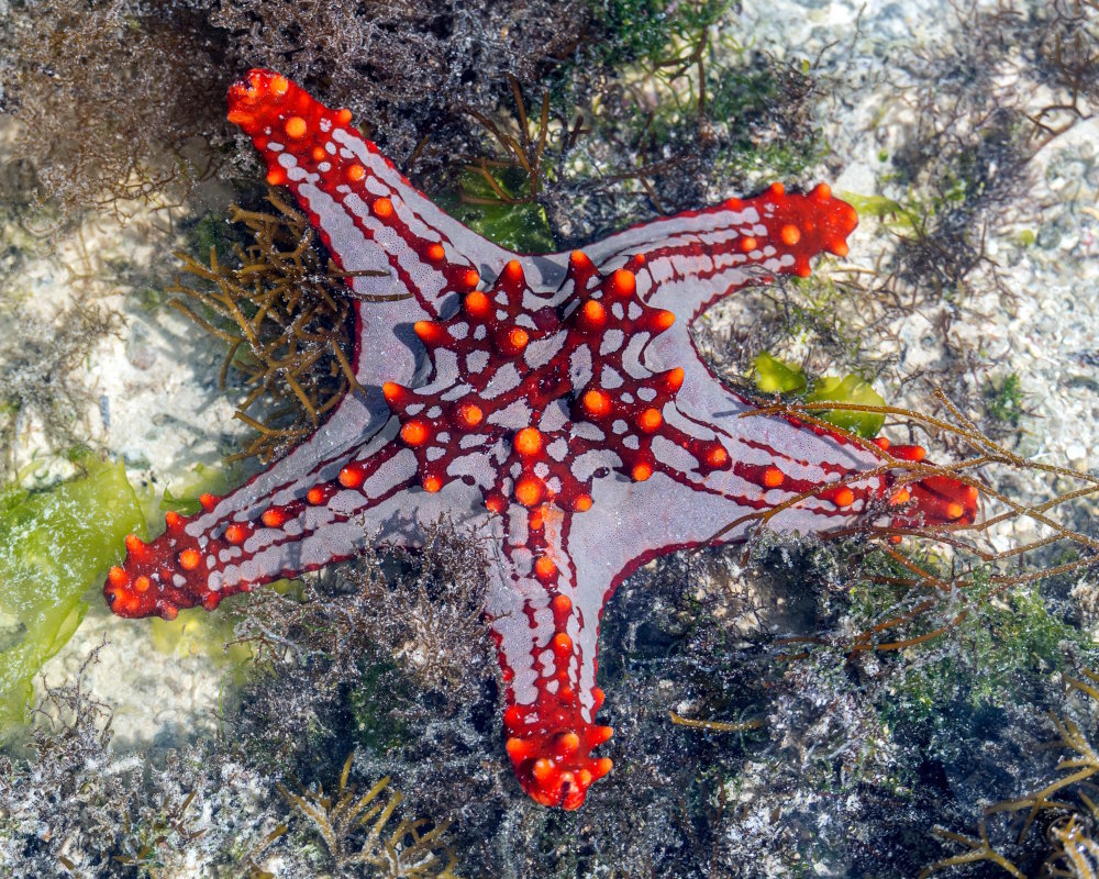 An African red-knobbed sea star (Protoreaster lincki) on wet sand at low tide in Zanzibar, Tanzania