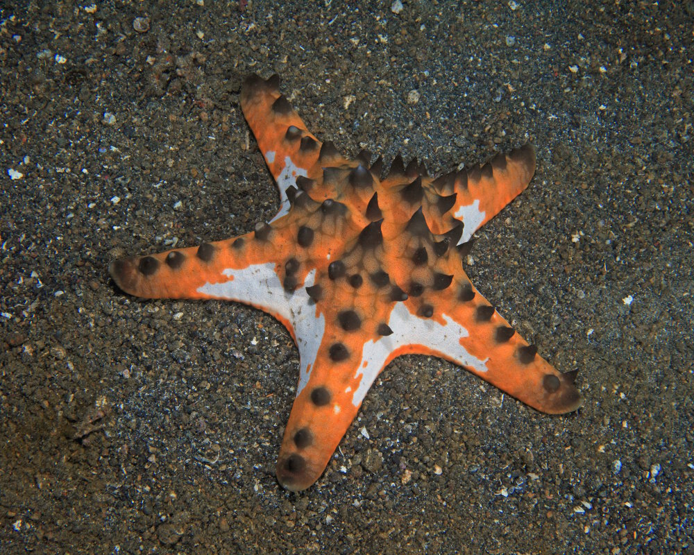 L'étoile de mer à cornes (Protoreaster nodosus)