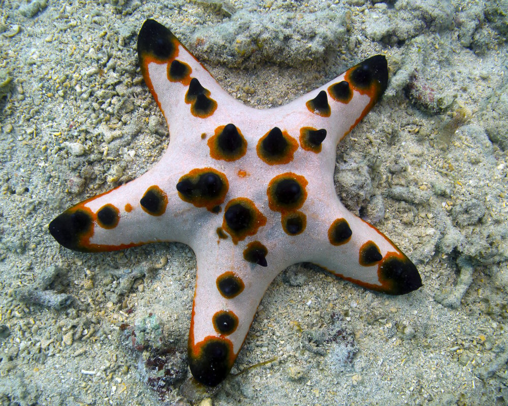 L'étoile de mer à cornes (Protoreaster nodosus)