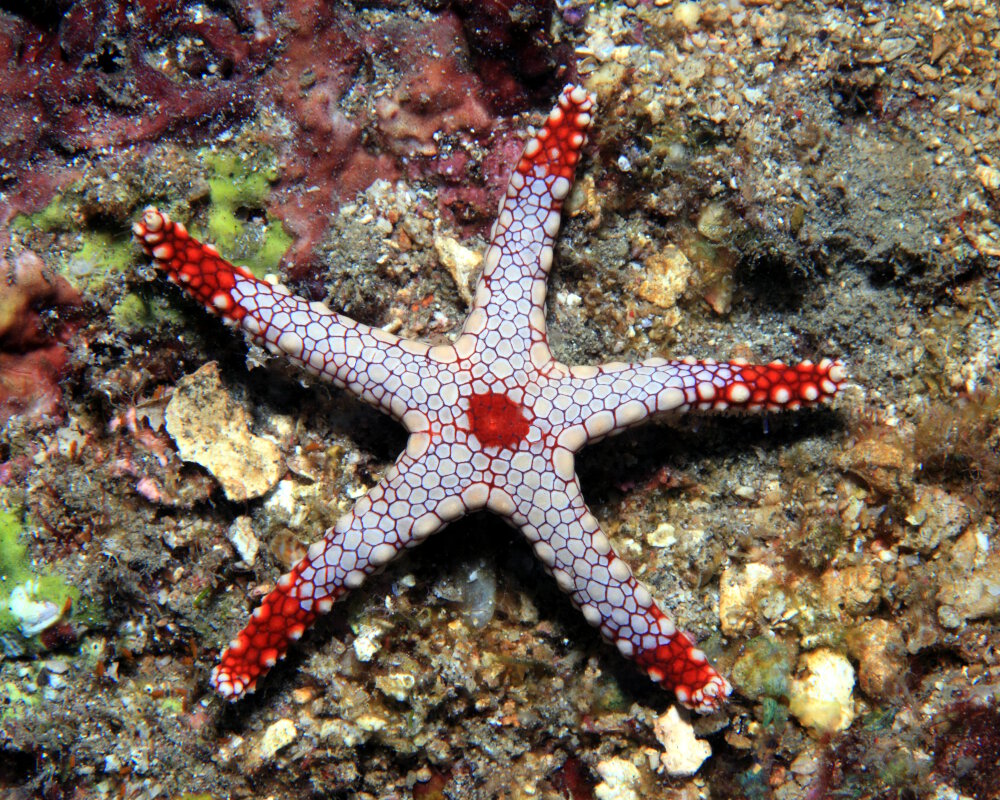 L'étoile de mer à mailles rouges (Fromia monilis)