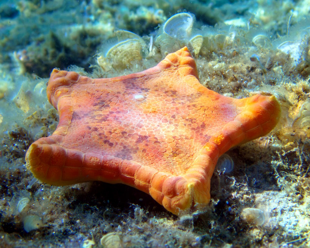 The biscuit sea star (Peltaster placenta)