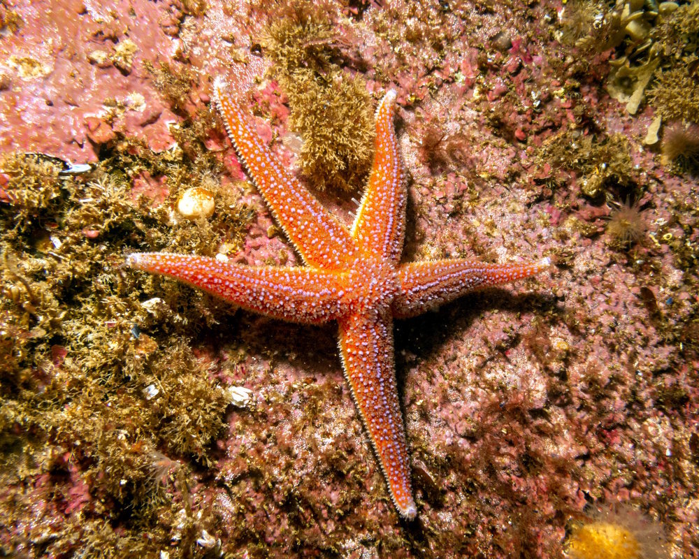 A close-up of a common sea star (Asterias rubens) in the Weather islands, in Sweden's Skagerrak sea