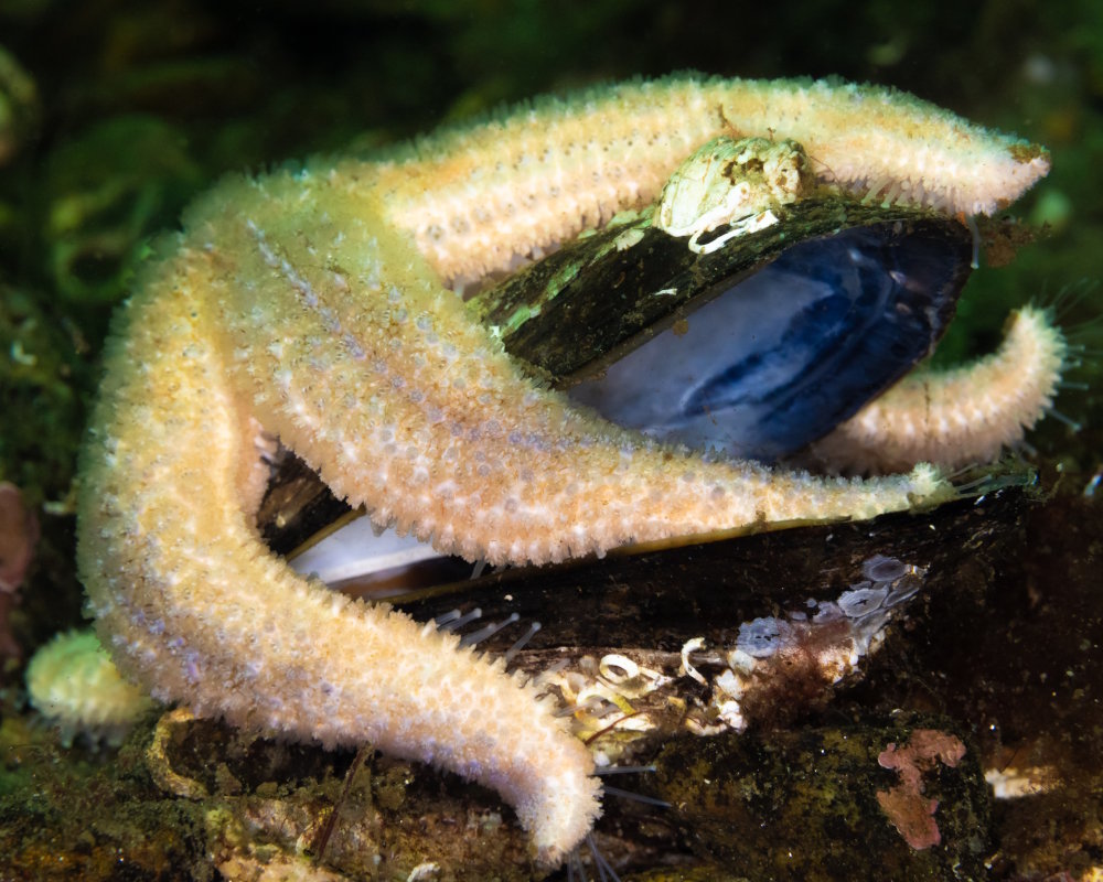 Une étoile de mer commune (Asterias rubens) après avoir consommé une moule nordique, dans le Loch Long, le long des côtes ouest de l'Écosse
