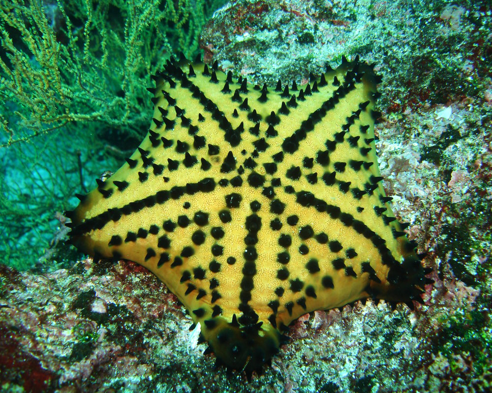 L'étoile de mer cookie (Nidorellia armata)