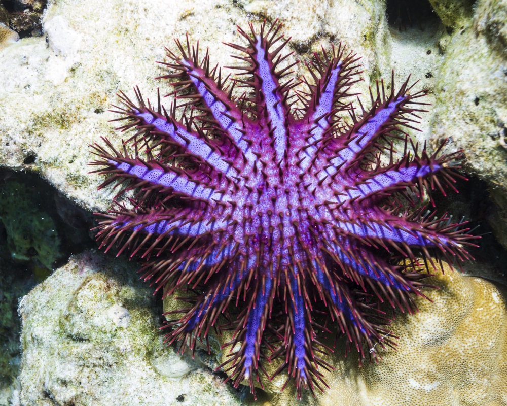 Découvrez l'étoile de mer couronne d'épines, une redoutable prédatrice de coraux qui, lorsqu'elle devient très abondante, peut dévorer de vastes étendues de coraux et provoquer d'importants dégâts sur les récifs.
