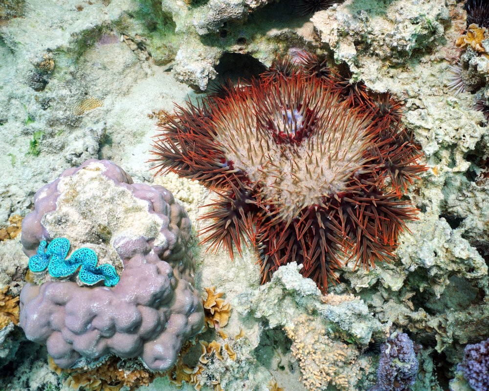The crown-of-thorns starfish (Acanthaster planci)