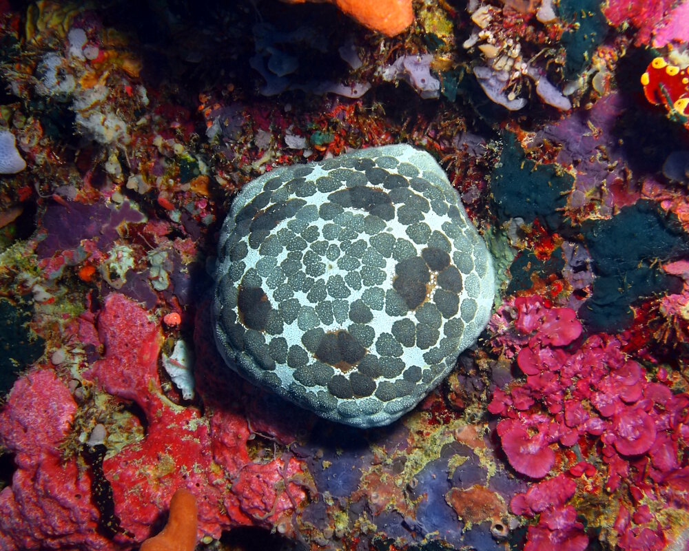 L'étoile de mer coussin du Pacifique (Culcita novaeguineae)