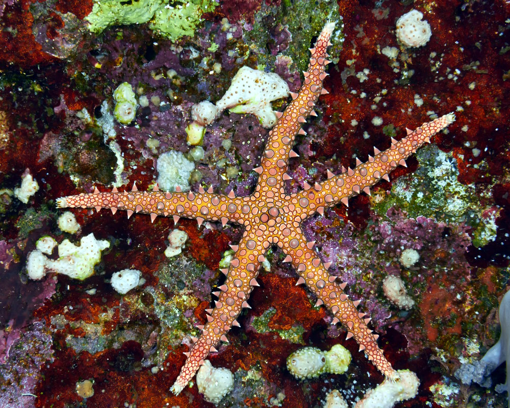 The egyptian sea star (Gomophia egyptiaca)