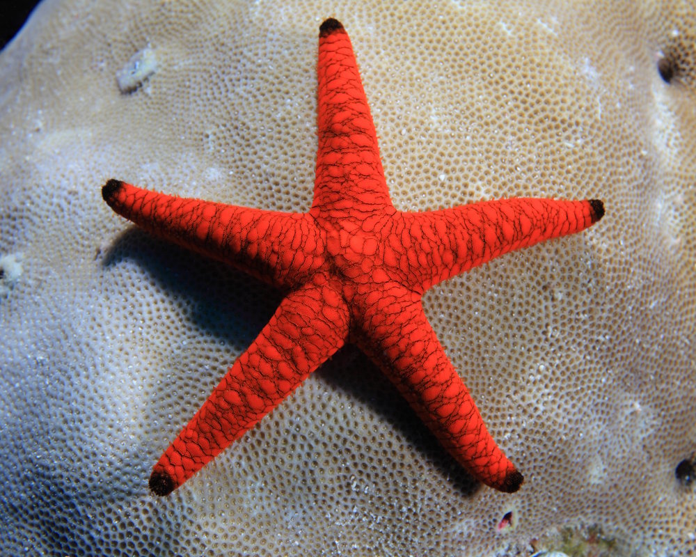 Une étoile de mer indienne (Fromia indica) posée sur un fond corallien