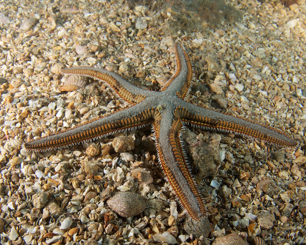 Discover the royal sea star (Astropecten articulatus), a fascinating sea star found on sandy bottoms in the western Atlantic, recognized by its colorful, spine-covered margins.