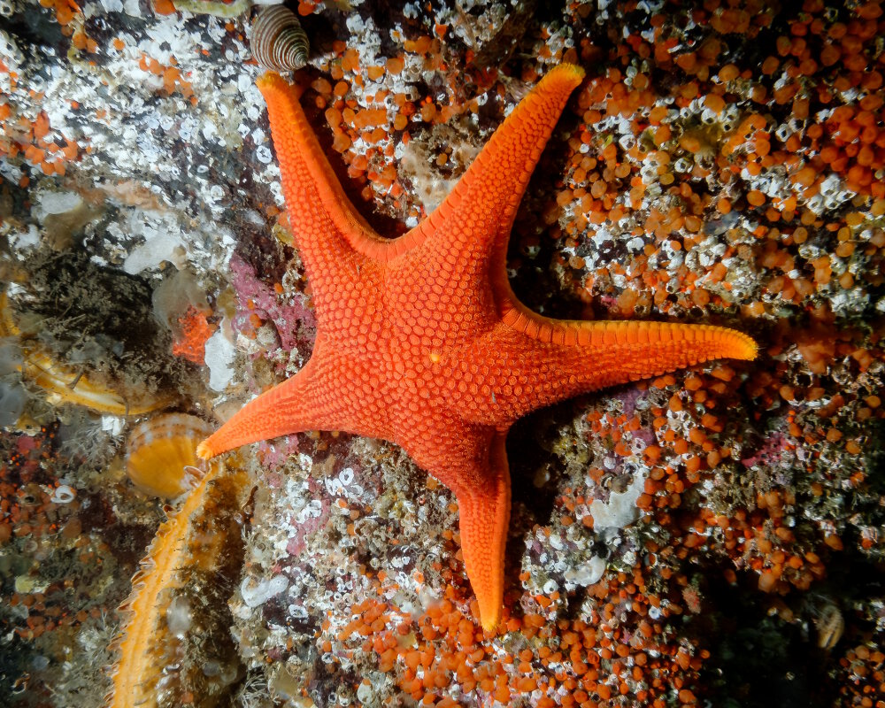 The vermillion sea star (Mediaster aequalis)