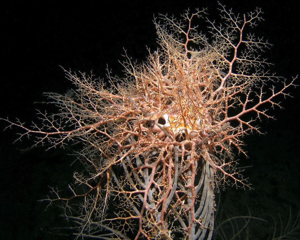 Le gorgonocéphale géant déploit totalement ses bras à la tombée de la nuit