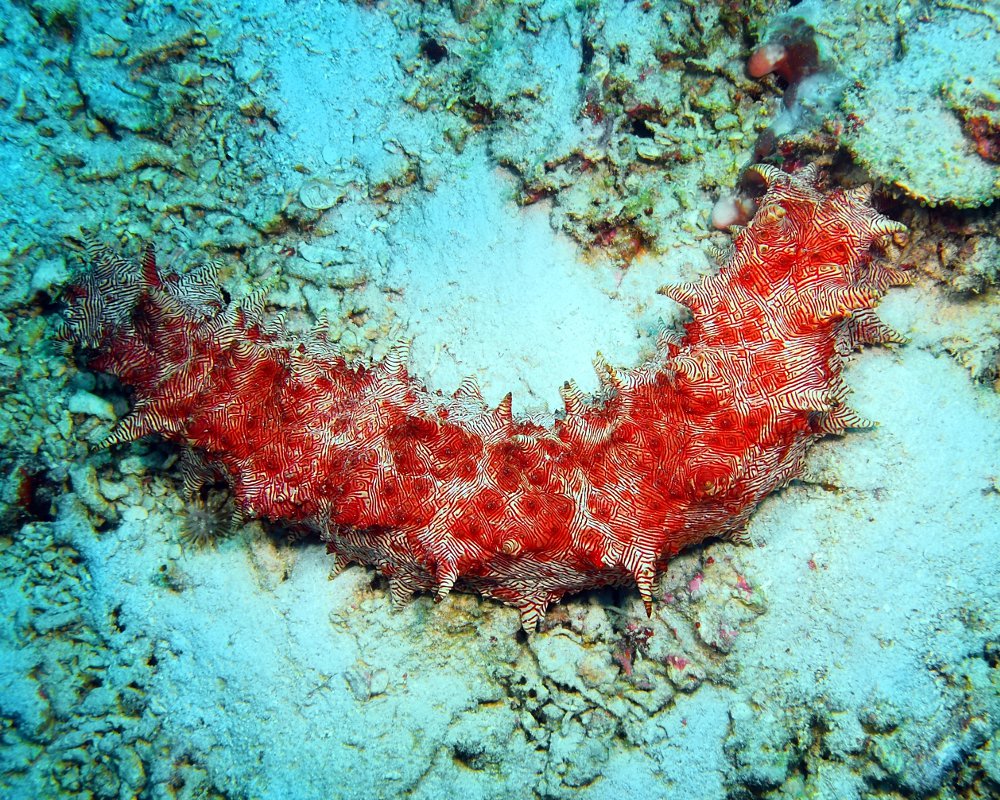 Le concombre de mer à rayures rouges (Thelenota rubralineata)