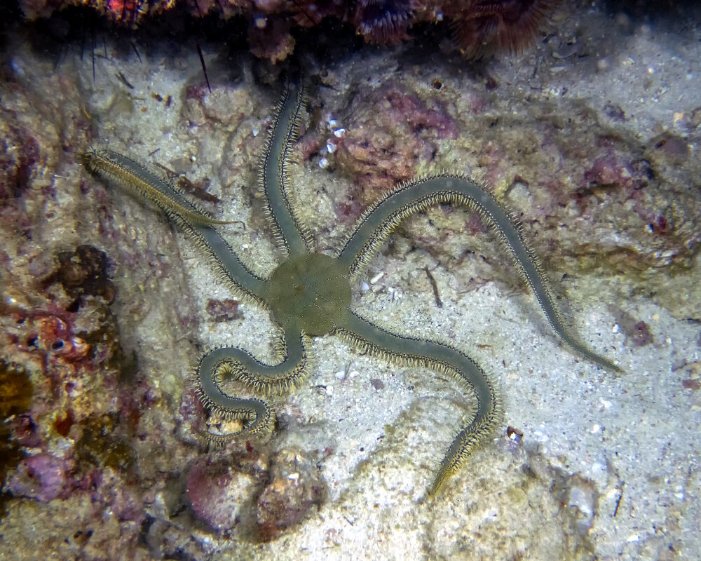 L'ophiure verte (Ophiarachna incrassata)
