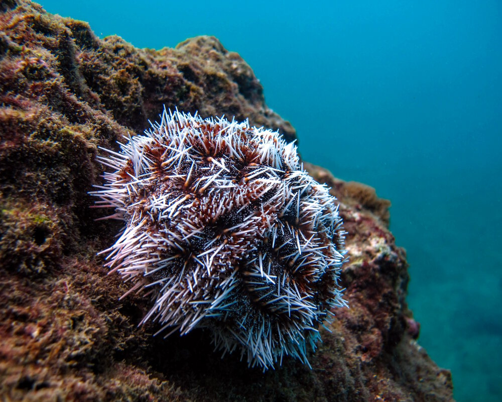 L'oursin blanc (Tripneustes ventricosus)