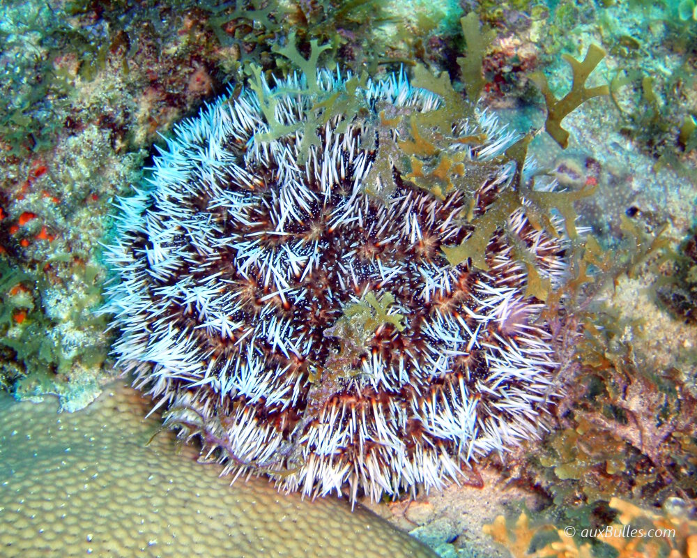 The white sea urchin, a representative of the echinoderm phylum