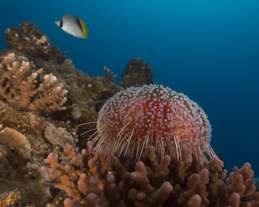 L'oursin de feu de mer Rouge (Asthenosoma marisrubri)