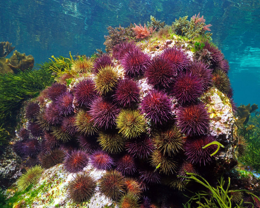 L'oursin pierre ou châtaigne de mer (Paracentrotus lividus)