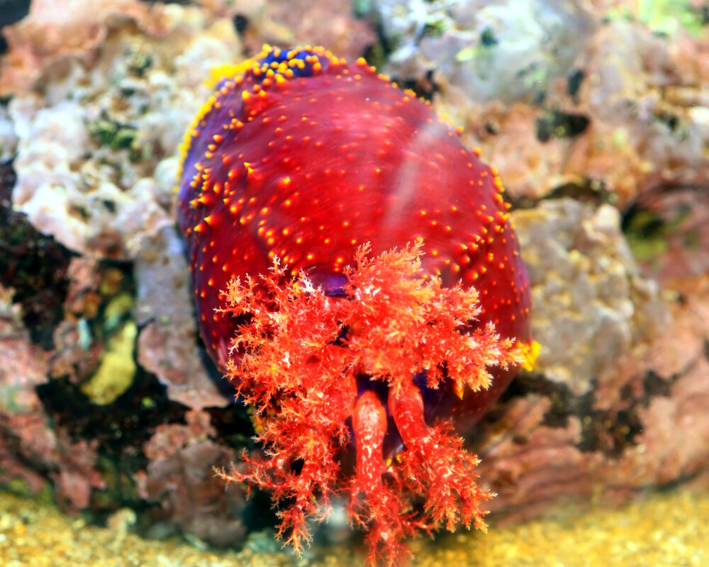 La pomme de mer australienne (Pseudocolochirus axiologus) La pomme de mer australienne (Pseudocolochirus axiologus)