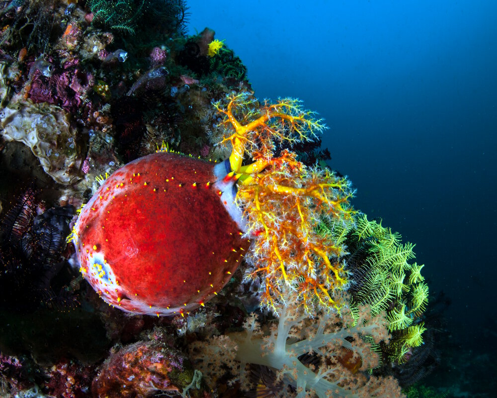 La pomme de mer (Pseudocolochirus violaceus)