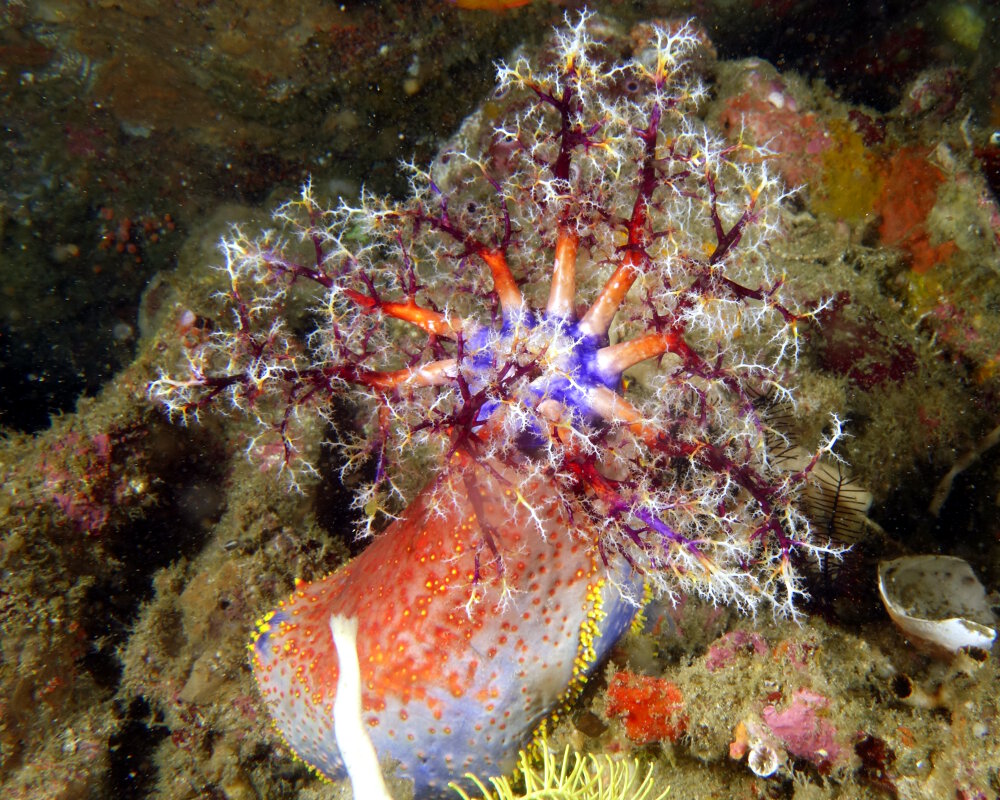 La pomme de mer (Pseudocolochirus violaceus)