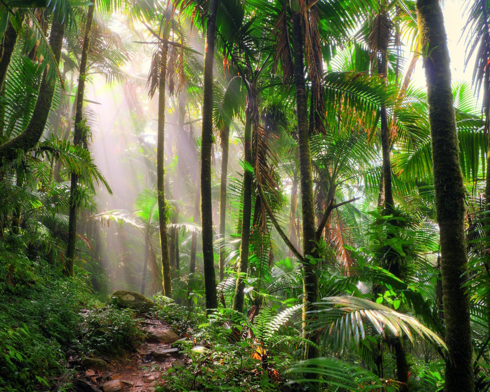 Brume matinale sur un sentier forestier dans la forêt nationale d'El Yunque, à Porto Rico