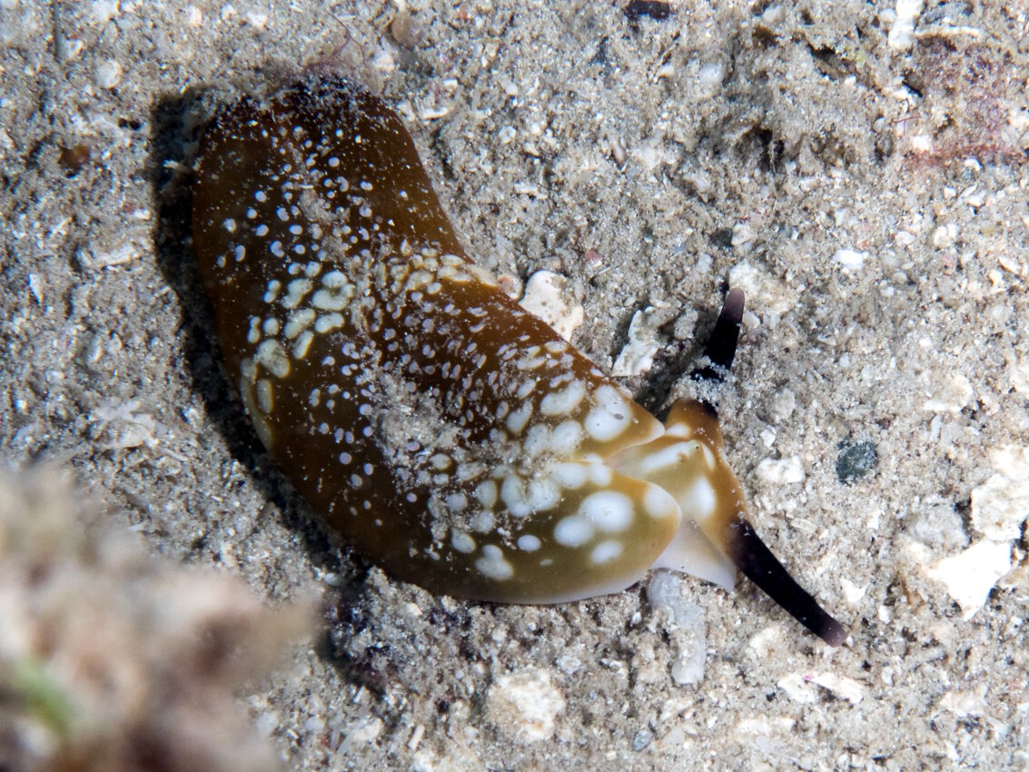 La limace de mer ocellée (Plakobranchus ocellatus)