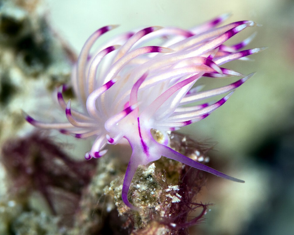 La flabelline à lignes rouges (Coryphellina rubrolineata)
