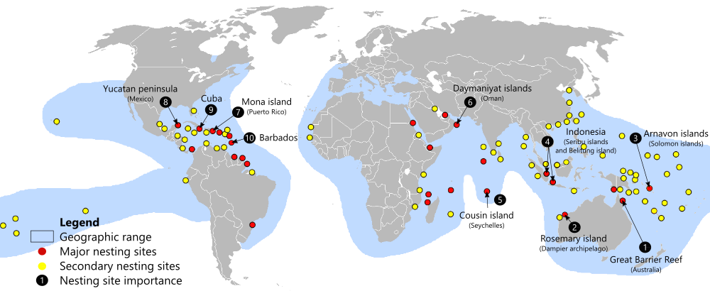 Geographic range and nesting sites of the hawksbill sea turtle