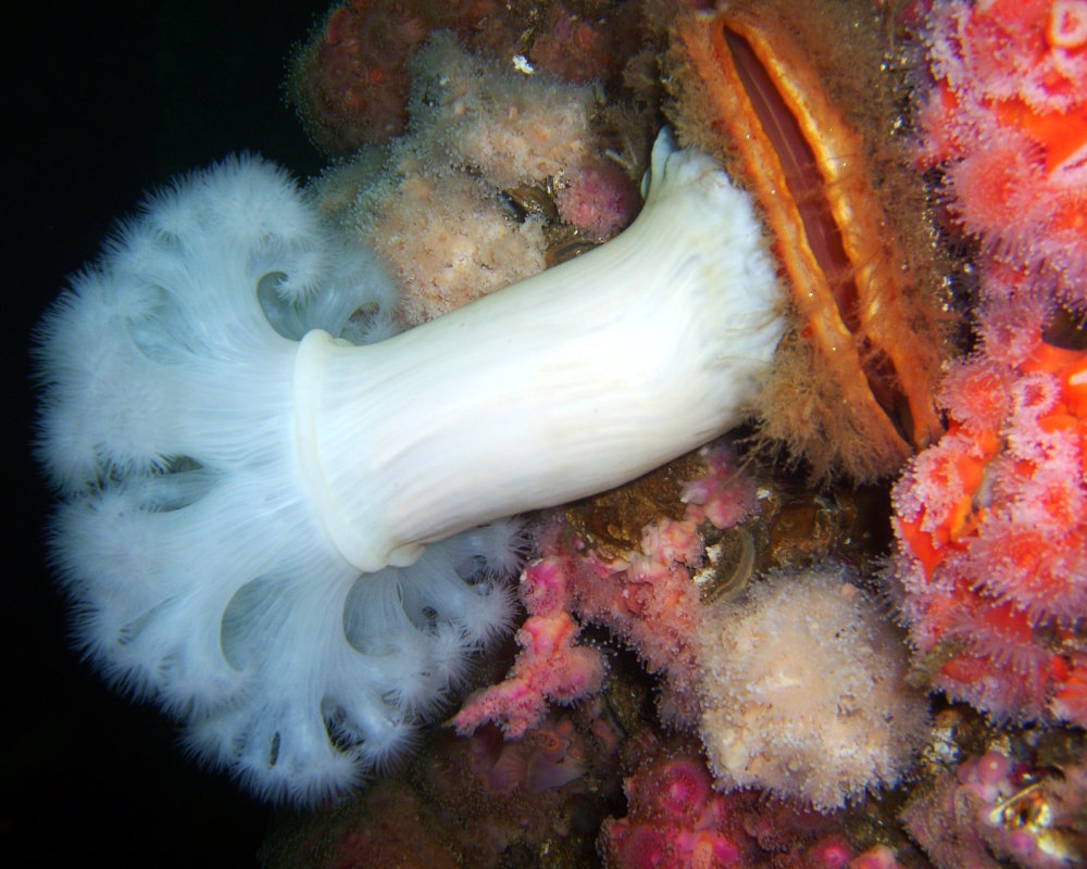 Grande anémone plumeuse blanche fixée sur un pétoncle des roches (Crassadoma gigantea) entourée d'anémones, à 37 mètres de profondeur sur la plateforme pétrolière Grace, au large de la côte centrale de la Californie Grande anémone plumeuse blanche fixée sur un pétoncle des roches (Crassadoma gigantea) entourée d'anémones, à 37 mètres de profondeur sur la plateforme pétrolière Grace, au large de la côte centrale de la Californie