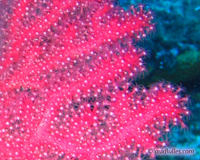 Close-up of the polyps on the mediterranean purple gorgonian