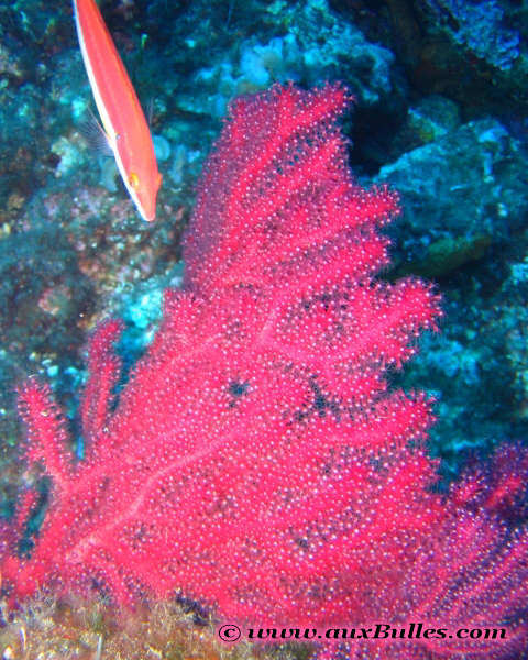 The mediterranean purple gorgonian glows under the light of a dive flashlight !